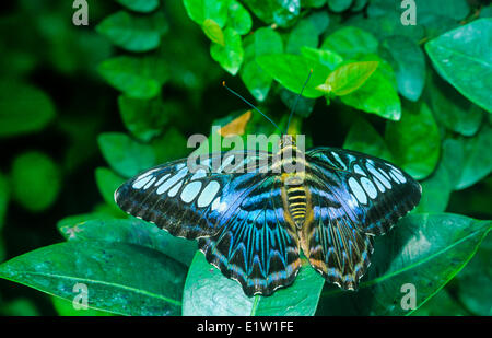 Blue Butterfly Clipper, (Parthenos Sylvia Lilacinus), Dorsalansicht, Süd- und Südost-Asien Stockfoto