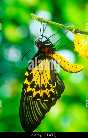 Gemeinsamen Birdwing Schmetterling entstehende pupal Fall (Troides Helena Cerberus), Weiblich, Dorsalansicht, Stockfoto