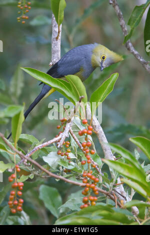 Long-tailed seidig Flycatcher (Ptilogonys Caudatus) thront auf einem Ast in Costa Rica. Stockfoto