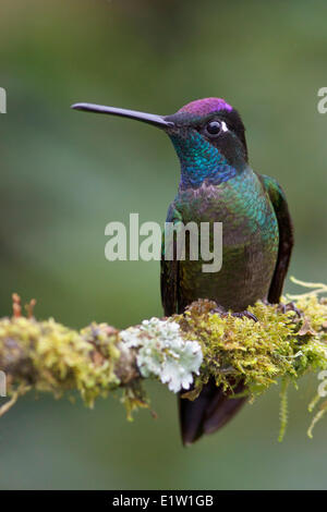 Herrliche Kolibri (Eugenes Fulgens) thront auf einem Ast in Costa Rica. Stockfoto