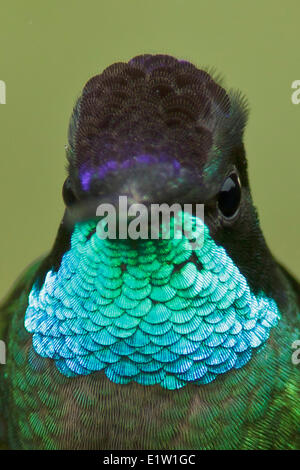 Herrliche Kolibri (Eugenes Fulgens) thront auf einem Ast in Costa Rica. Stockfoto