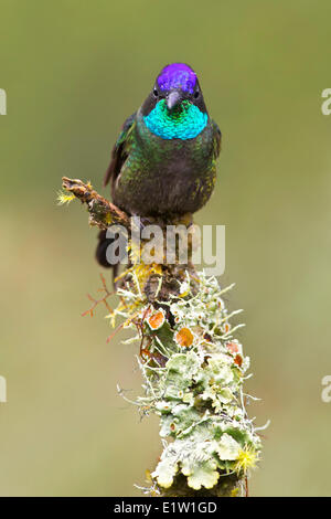 Herrliche Kolibri (Eugenes Fulgens) thront auf einem Ast in Costa Rica. Stockfoto