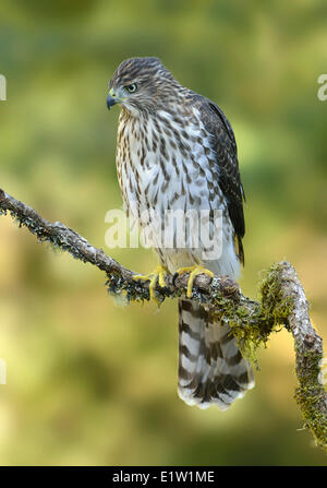 Cooper der Habicht (Accipiter Cooperii) - Saanich BC, Kanada Stockfoto