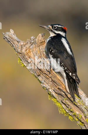 Männliche behaarte Specht (Picoides Villosus) - Deschutes National Forest, Oregon Stockfoto