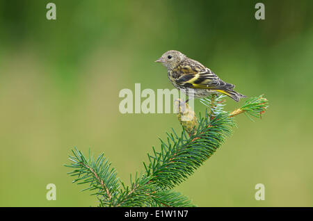 Erlenzeisig Kiefer (Pinus Zuchtjahr) - Saanich BC, Kanada Stockfoto