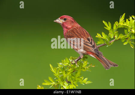 Lila Finch (Haemorhous Purpureus) - Saanich BC, Kanada Stockfoto