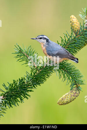 Red-breasted Kleiber (Sitta Canadensis) - Saanich BC, Kanada Stockfoto