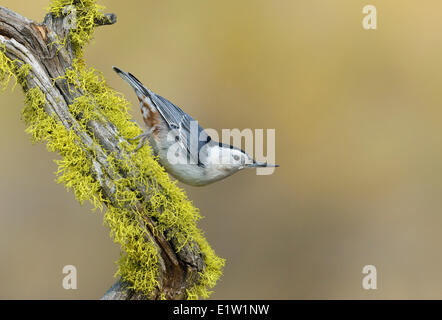 Weißer-breasted Kleiber (Sitta Carolinensis) - Deschutes National Forest, Oregon Stockfoto