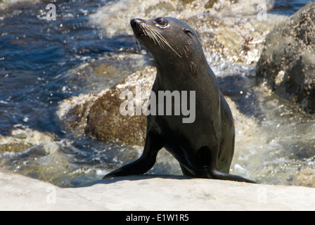 New Zealand Seebär am Cape Palliser, Wairarapa, Nordinsel, Neuseeland Stockfoto