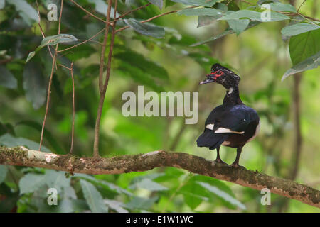 Barbarie-Ente (Cairina Moschata) thront auf einem Ast in Costa Rica. Stockfoto