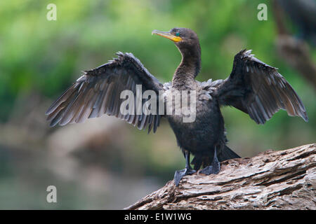 Neotropis Kormoran (Phalacrocorax Brasilianus) thront auf einem Ast in Peru. Stockfoto