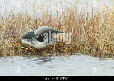 Pacific Loon, Gavia Pacifica anzeigen ihre Zucht-Rituale auf einem Teich in der Nähe von Churchill Manitoba, Kanada. Stockfoto