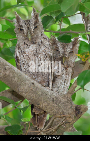 Pacific-Kreischeule (Megascops Cooperi) thront auf einem Ast in Costa Rica. Stockfoto