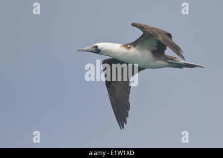 Peruanische Tölpel (Sula Variegata) fliegen in Peru. Stockfoto