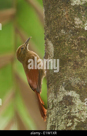 Plain-braun Baumsteiger (Dendrocincla Fuliginosa) thront auf einem Ast in Peru. Stockfoto