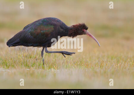 Puna Ibis (Plegadis Ridgwayi) thront in einem Feuchtgebiet im Hochland von Peru. Stockfoto