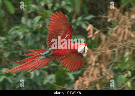 Rot-Grüne Aras (Ara Chloroptera) fliegen in Peru. Stockfoto