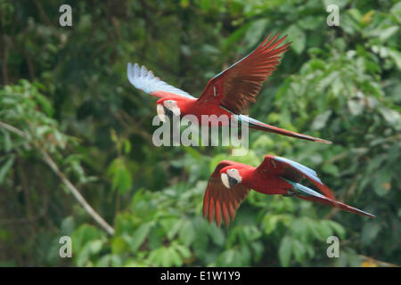 Rot-Grüne Aras (Ara Chloroptera) fliegen in Peru. Stockfoto