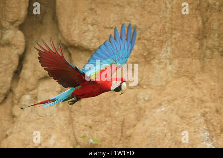 Rot-Grüne Aras (Ara Chloroptera) fliegen in Peru. Stockfoto