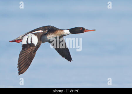 Red-breasted Prototyp, Mergus Serrator, fliegen über die Hudson Bay in Churchill, Manitoba, Kanada. Stockfoto