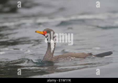 Rotbeinige Kormoran (Phalacrocorax Gaimardi) Schwimmen im Ozean in Peru. Stockfoto