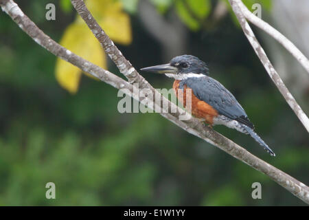 Beringter Kingfisher (Ceryle Manlius) thront auf einem Ast in Peru. Stockfoto