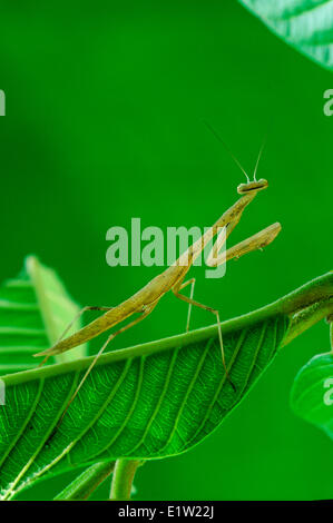 Nicht identifizierte Mantis, Malaysia Stockfoto