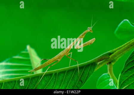 Nicht identifizierte Mantis, Malaysia Stockfoto