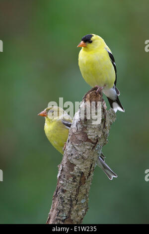 Amerikanische Stieglitz, Zuchtjahr Tristis, thront auf einem Ast in Ost-Ontario, Kanada. Stockfoto