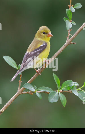 Amerikanische Stieglitz, Zuchtjahr Tristis, thront auf einem Ast in Ost-Ontario, Kanada. Stockfoto