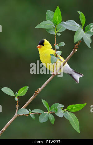 Amerikanische Stieglitz, Zuchtjahr Tristis, thront auf einem Ast in Ost-Ontario, Kanada. Stockfoto