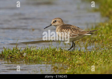 Baird es Strandläufer (Calidris Bairdii) thront auf dem Boden im Hochland von Peru. Stockfoto