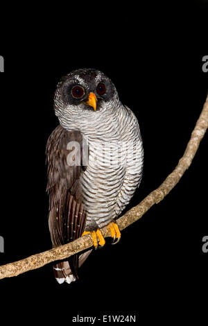 Schwarz-weiß-Eule (Strix Nigrolineata) thront auf einem Ast in Costa Rica. Stockfoto