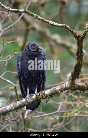 Mönchsgeier (Caagyps Atratus) thront auf einem Ast in Costa Rica. Stockfoto