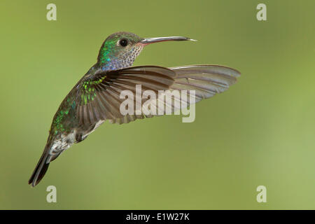 Saphir-spangled Smaragd (Polyerata Lactea) fliegen während der Fütterung auf eine Blume in Peru. Stockfoto