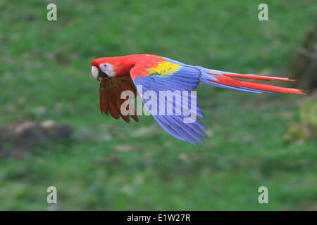 Hellroten Aras (Ara Macao) fliegen in den Dschungel von Costa Rica. Stockfoto