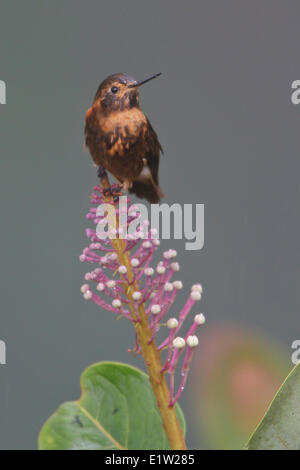 Glänzende Sunbeam (Aglaeactis Cupripennis) thront auf einem Ast in Peru. Stockfoto