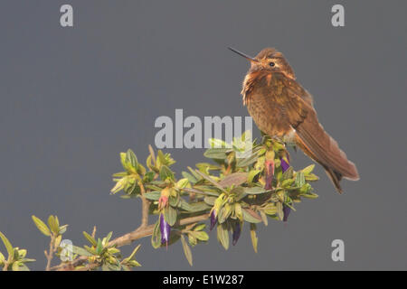 Glänzende Sunbeam (Aglaeactis Cupripennis) thront auf einem Ast in Peru. Stockfoto