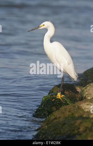 Snowy Silberreiher (Egretta unaufger) entlang der Küste in Peru thront. Stockfoto