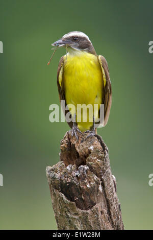 Soziale Flycatcher (Myiozetetes Similis) thront auf einem Ast in Peru. Stockfoto