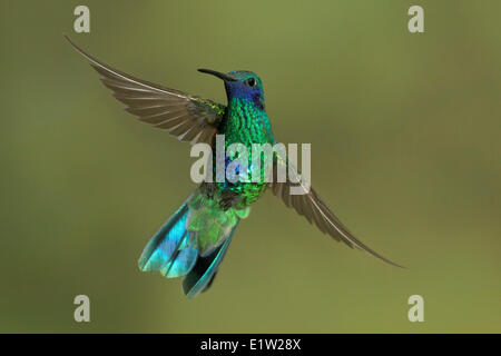 Funkelnde violett-Ohr (Colibri Coruscans) fliegen während der Fütterung auf eine Blume in Peru. Stockfoto