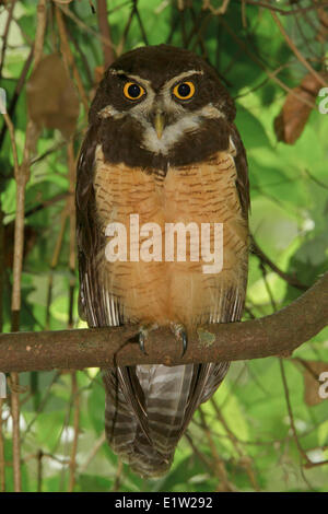 Spectacled Eulen (Pulsatrix Perspicillata) thront auf einem Ast in Costa Rica. Stockfoto