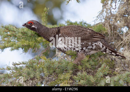 Fichte Grouse (Falcipennis Canadensis) thront auf einem Ast in Churchill, Manitoba, Kanada. Stockfoto