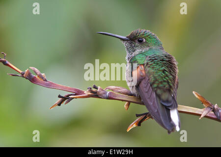 Streifen-tailed Kolibri (Eupherusa Eximia) thront auf einer Blume in Costa Rica. Stockfoto