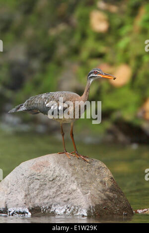 Sunbittern, Eurypyga Helias Fütterung entlang eines Flusses in Costa Rica. Stockfoto