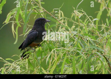 Schwalbe-Wing (Chelidoptera Tenebrosa) thront auf einem Ast in Peru. Stockfoto