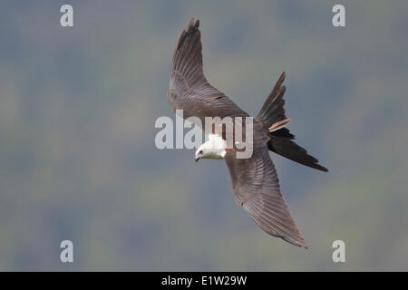 Swallow-tailed Drachenfliegen (Elanoides Forficatus) in Peru. Stockfoto