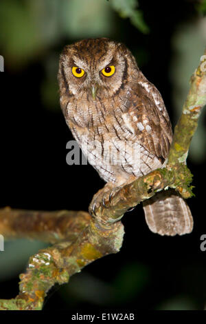 Tropische-Kreischeule (Otus Choliba) thront auf einem Ast in Ecuador. Stockfoto