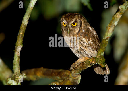 Tropische-Kreischeule (Otus Choliba) thront auf einem Ast in Ecuador. Stockfoto