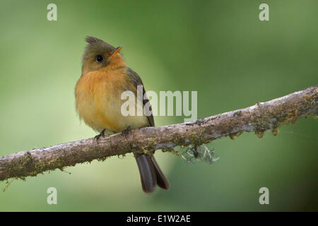 Getuftete Flycatcher (Mitrephanes Phaeocercus) thront auf einem Ast in Costa Rica. Stockfoto